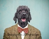 The Bachelor, 11 X 14 matted photograph of gray black poodle wearing vintage tweed jacket