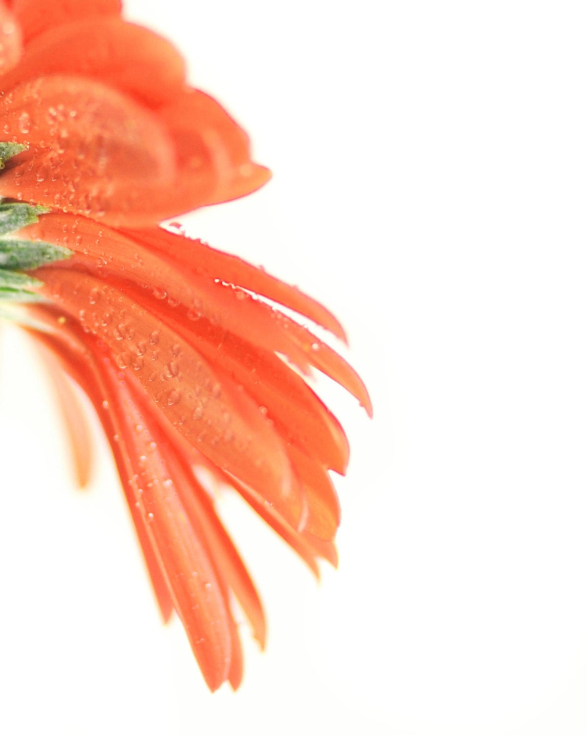 Peach flower, minimal, macro, botanical, nature, flower petals, floral, spring, home decor - Orange Gerber 8 x 10