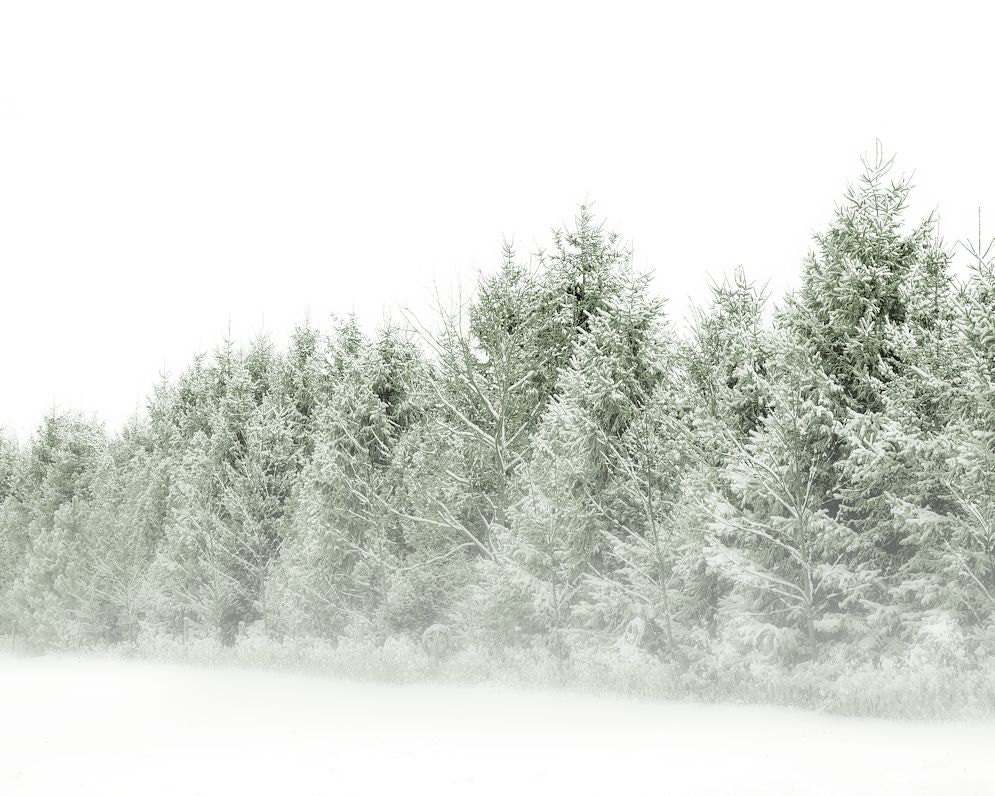 Pine trees winter snow white green woodland forest nature landscape minimalism - Evergreen 8 x 10