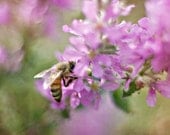 Nature Photography, 5x7 Fine Art Photograph, pink flower, floral home decor, insect, bee, wildlife, garden, print
