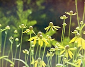 Wild and Free . 5x7 Fine Art Photography Print . nature . wildflowers . floral . flowers . Spring . yellow . green . bokeh . home decor - riotjane