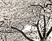 Black and White Cherry Blossom - Fine Art Photo on 6x9 Bamboo Panel