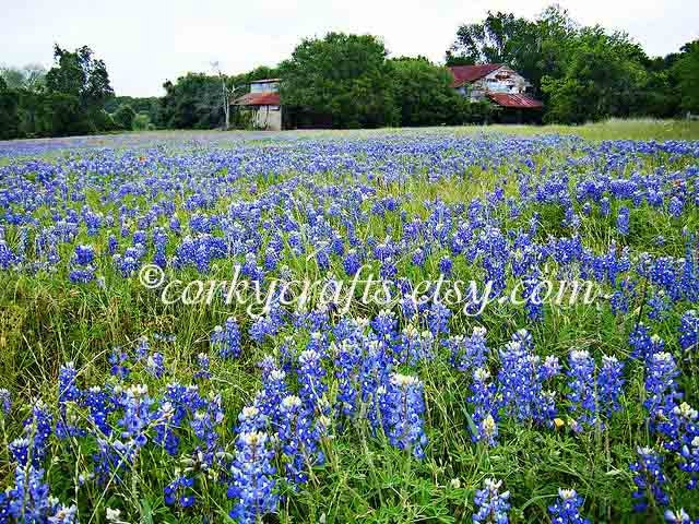 Texas Bluebonnet Seeds