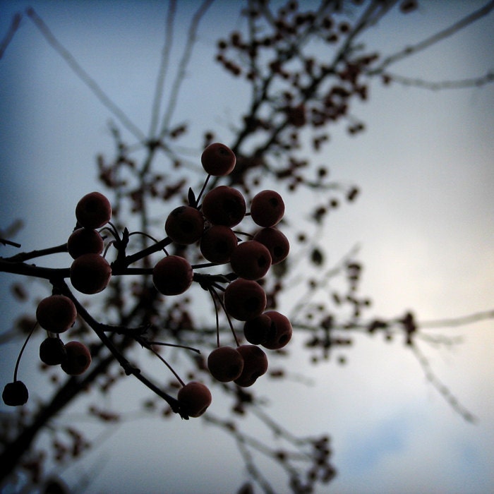 Winter Berries 8 X 8 fine art photo print