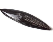Large Orthoceras Fossil Cabochon from Morocco, Africa, 400 Million Year Old Fossil, Ancient Mollusk, Extinct Sea Creature, 4.75"