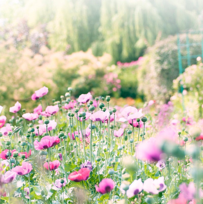 Flower Photography -  Monet's Garden, Giverny, French Country, Pink Poppies, Romantic Fine Art Photograph, Wall Decor