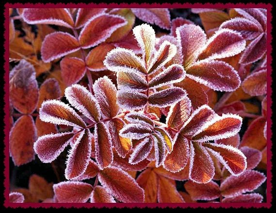 Photograph Blank Greeting Card Winter Leaves