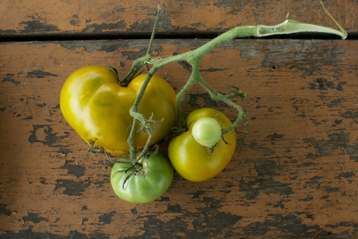 Lime Salad Tomato Seeds - Naturally and Organically Grown Rare GreenTomato Seeds