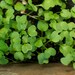 Organic Astro Arugula Roquette Seeds