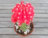 Cactus Plant, Grafted Moon Cactus, Bright Cherry Red, Perfect For A Margarita Party, Wedding Decorations, Centerpieces And More