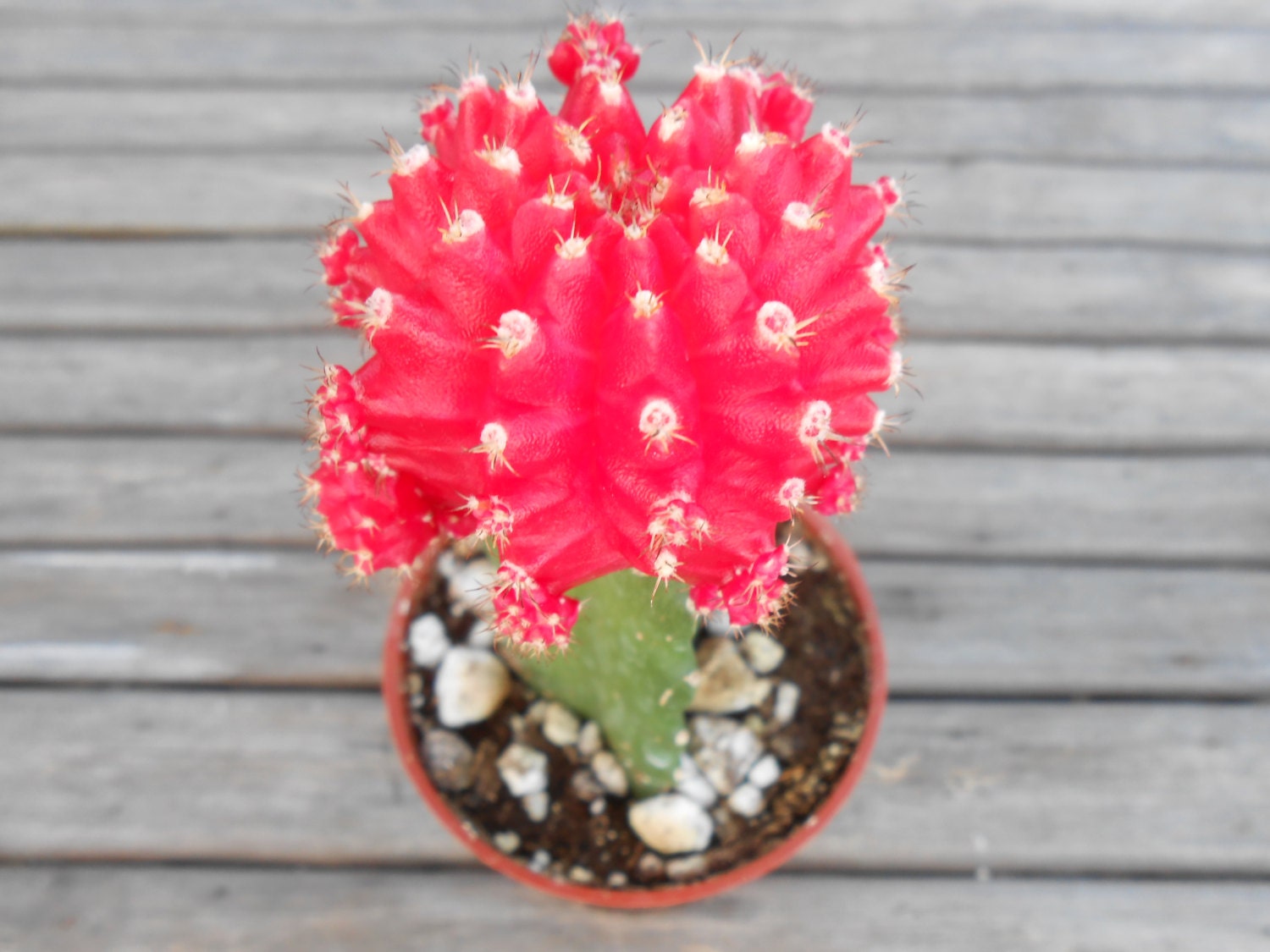 Cactus Plant, Grafted Moon Cactus, Bright Cherry Red, Perfect For A Margarita Party, Wedding Decorations, Centerpieces And More
