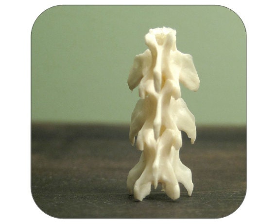 Specimen - Partial Spine - Qty. 1 - Lot 1400