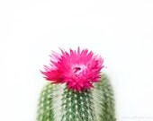 Pink Succulent. 8x10. Fine Art Photographic Natural History Print. Minimal style. Natural Home Decor. Indoor garden botanical.