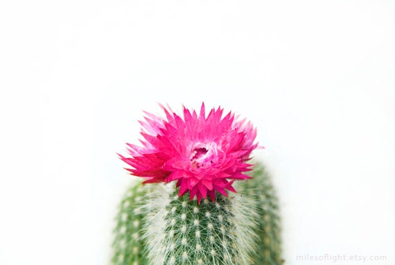 Pink Succulent. 8x10. Fine Art Photographic Natural History Print. Minimal style. Natural Home Decor. Indoor garden botanical.