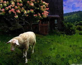 Animal art photography, sheep, old barn, rural farm life, wool, pink flowers, springtime, stars, surreal fractal art, 8x10"