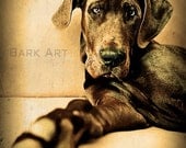 Reserved Listing For Dayna-3 18x18 Gallery Wrapped on Canvas Great Danes