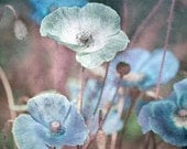 Nature Photography 12x12 Garden Poppies fine art print