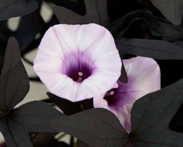 Flower Photo Pale Purple Violet Trumpet Flowers Deep Black Leaves of the Sweet Potato Vine - Floral Art Photography 8" x 10" Print