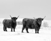 Animal Photography Cow Photography Scottish Highland Cows in the Snow 8x10 inches.