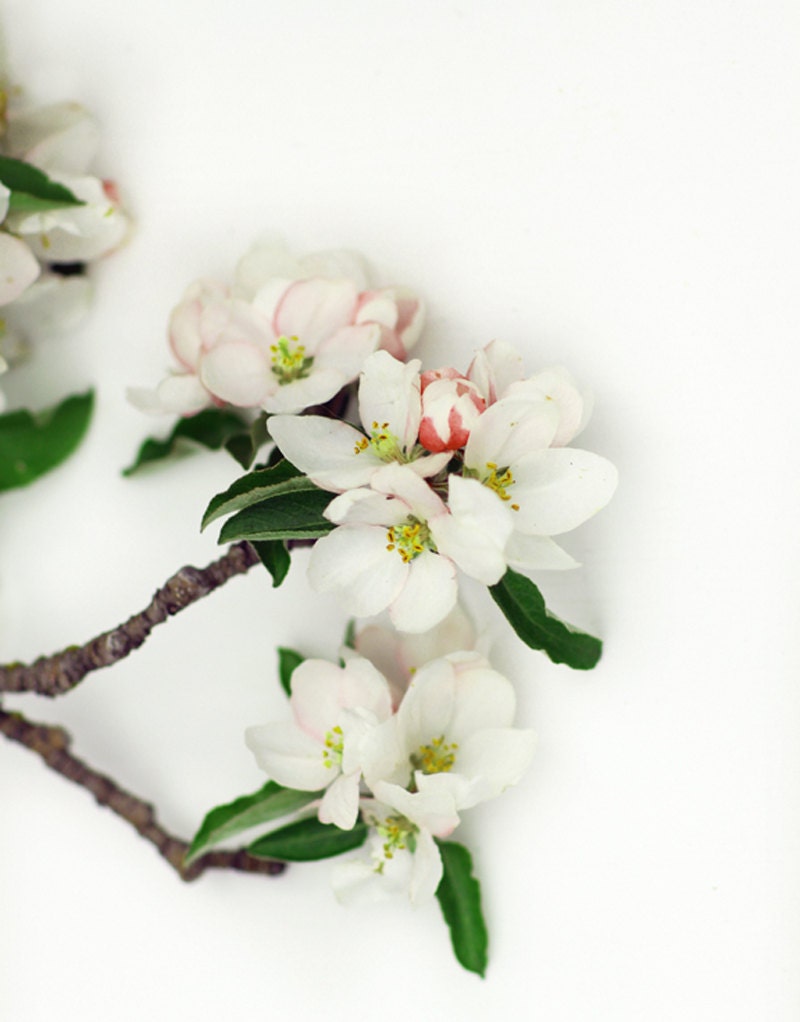 Apple Blossom Still Life Flower Photography 8x10 - lucysnowephotography