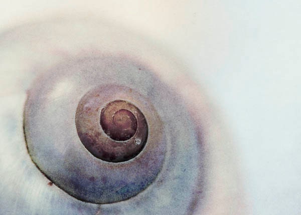 Shell photography, nautical ombre teal blue, Summer wall decor - beige men beach house - spa resort geometric swirl