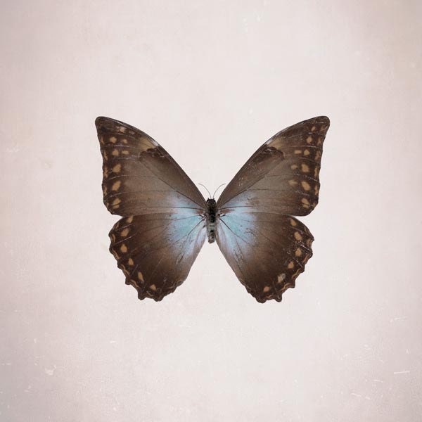 Blue Morpho Butterfly, Nature photography, Indigo / Brown, Fall Colors, Pastel, Neutral, Wall Decor, 5x5 - Raceytay