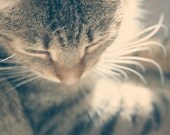 Kitten Photograph - tabby cat animal pet portrait brown cream white cute