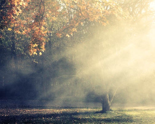 Autumn Landscape Photograph - sun rays golden trees heavenly smokey foggy ethereal dreamy 8x10 - FirstLightPhoto