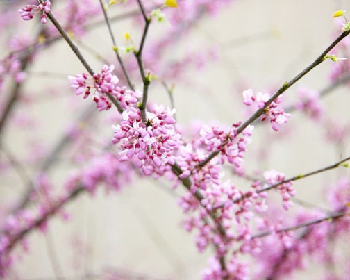 Pink Blossoms Photograph - spring flowering tree white country cottage chic 8x10