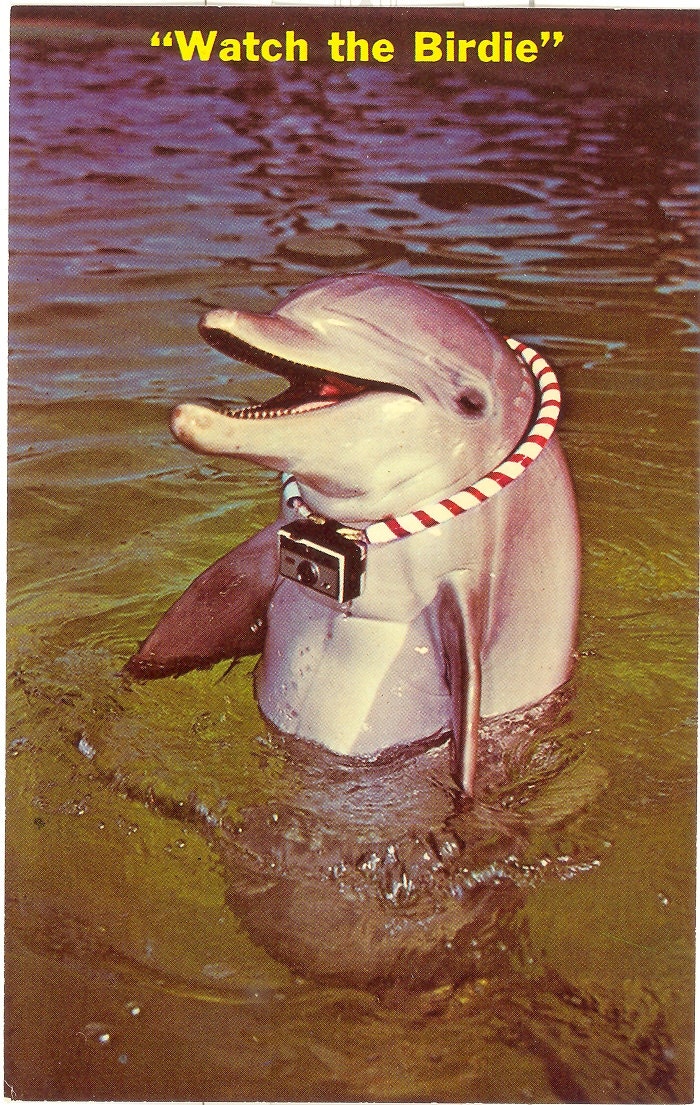 Vintage Florida Postcard - Watch the Birdie Dolphin Porpoise Camera