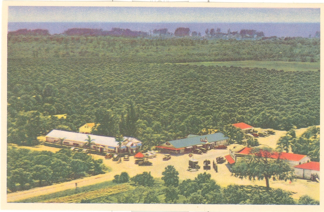 Vintage Florida Postcard - Indian Rocks - Aerial View Palm Gardens Garden Dining Room Indian Rocks Fruits near Largo