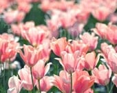 TULIP PARTY - 8 x 12 - Fine Art Photography - Pink Peach Tulips Bright Spring Flowers Cottage Garden Photo Soft Dreamy Pastoral Home Decor