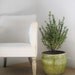 Aged Terracotta Planter