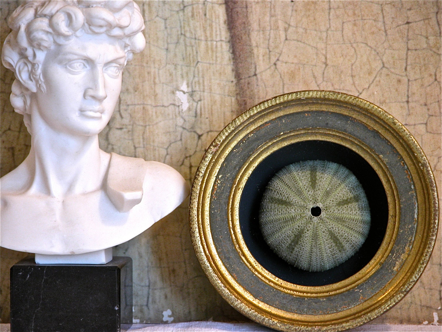 Florentine Sea Urchin Display