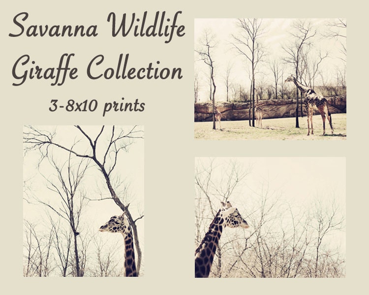 giraffe nursery decor photography print set neutral kids room decor beige brown nursery art safari nursery art safari baby