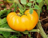 Amana Orange Heirloom Tomato Seeds