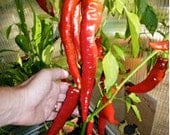 Large Cayenne Heirloom Hot Pepper Seeds