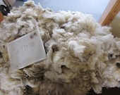 1 pound of Targhee Merino Raw Unwashed Skirted Wool  TM13