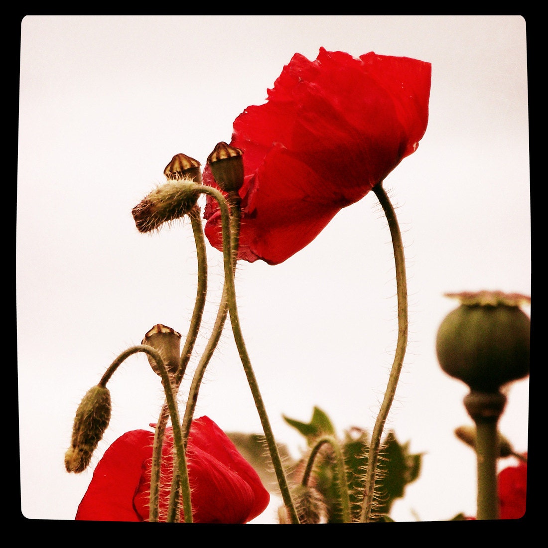 Red Poppy Photography Square 6x6 Print Black  Modern Home Decor Poppies On Film..