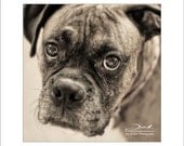 Brindle Boxer Dog Photograph 16x20 Wall Art