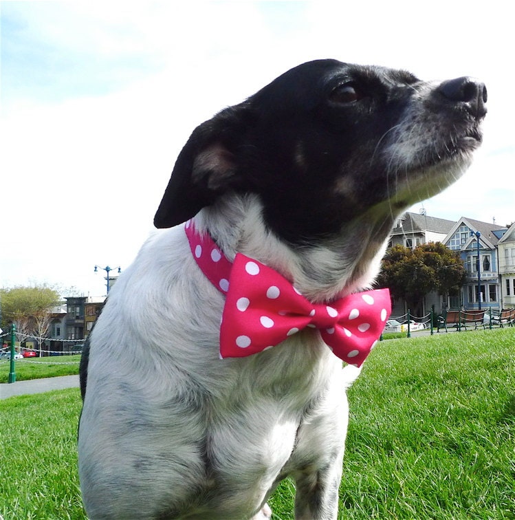 Bowtie Collar -Pink Polka dot -