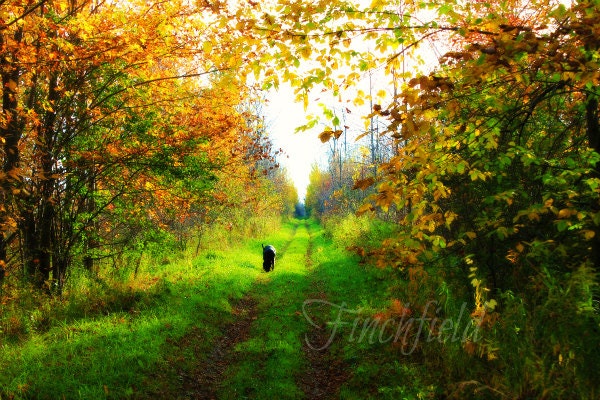 In The Gloaming - rustic landscape photography, autumn scenes, home decor, country, cottage chic, canine - 9X12