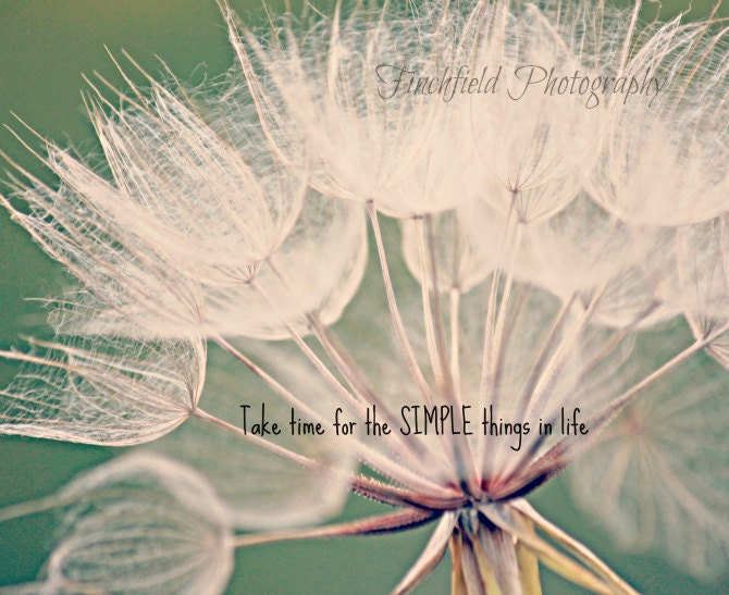 Simple Things - nature photography, flower portrait, teal and cream, famous quotes, macro photograph - 8X8