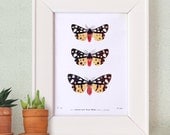 12x15 Vintage Science Plate Poster. Insects. Tiger Moth - CP0503