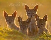 Cute Baby Jackal Pups, 8 X 10 Print, Baby Animal Photograph, Wildlife Photography, Nursery Art, Brother Sister, Gold, Dog