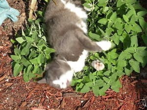 Catnip seeds.  Includes waterproof seed marker.