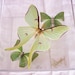 Real Luna Moth  with Very Soft Green Hues
