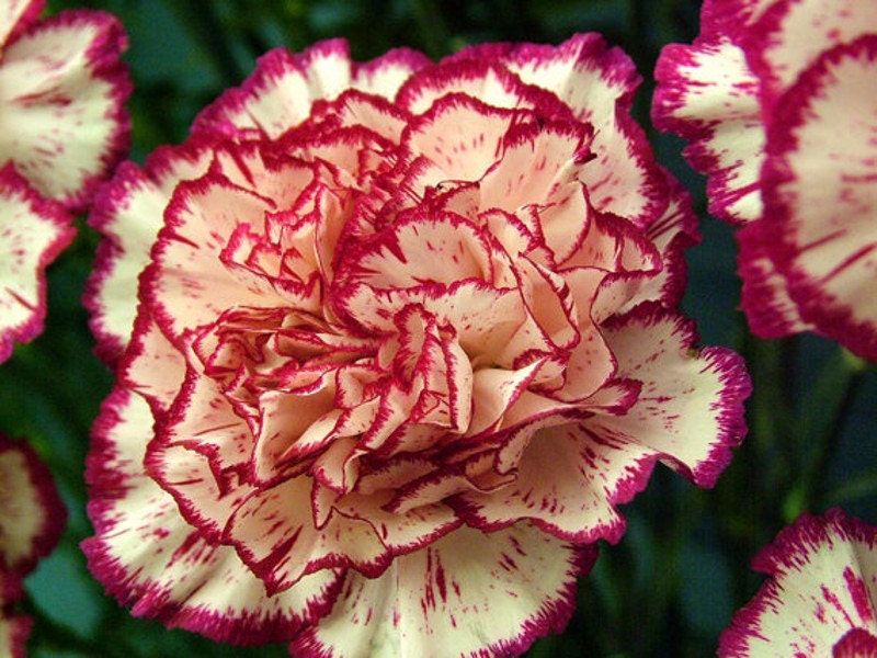 6 Carnation Scented Candle Tarts Wax Melts 6oz