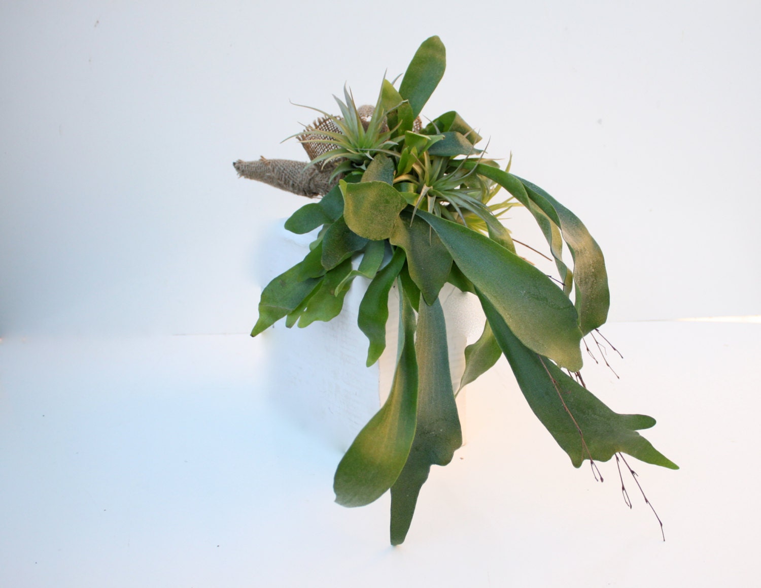 Staghorn and Tillandsia Cascade Bouquet