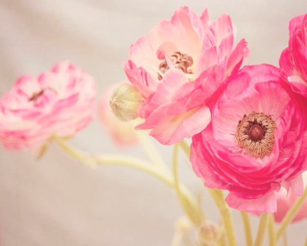 SALE Nature Photography, Ranunculus, Flower Photography, Spring, Pink, Beautiful, Shabby Chic, 8x10 Print